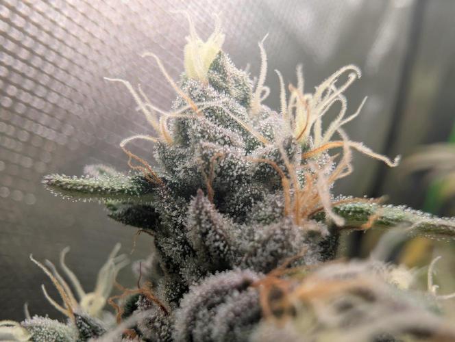 Monkey Venom. Week 15