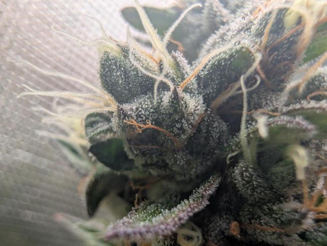 Monkey Venom. Week 15