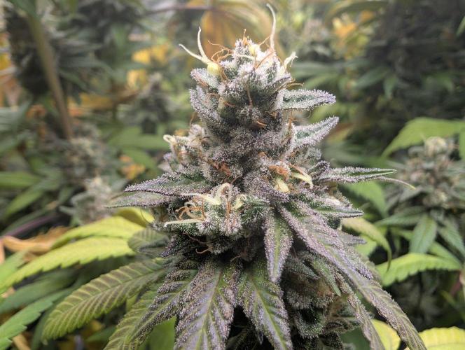 Monkey Grease. Week 15