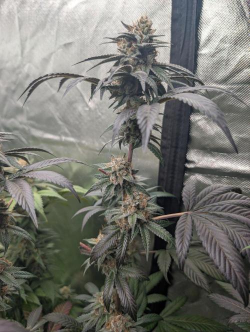 Pink Gelato 🍦😋. Week 15
