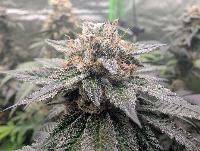 Pink Gelato 🍦😋. Week 15