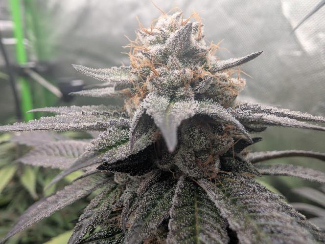 Pink Gelato 🍦😋. Week 15