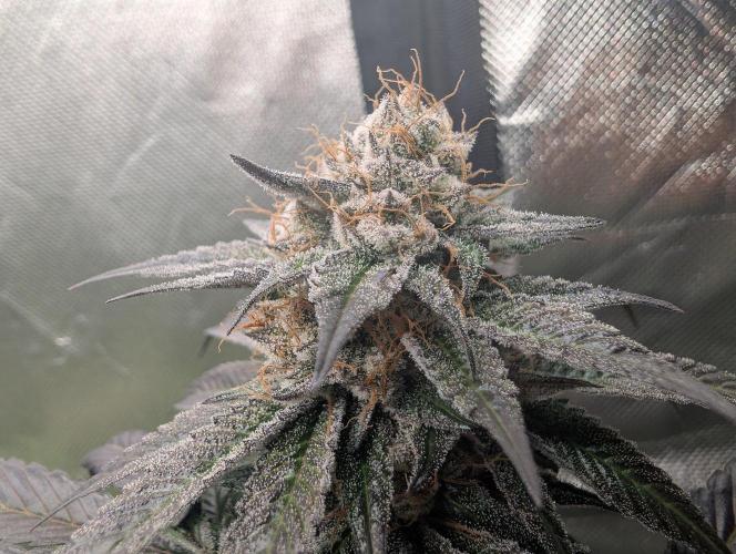 Pink Gelato 🍦😋. Week 15