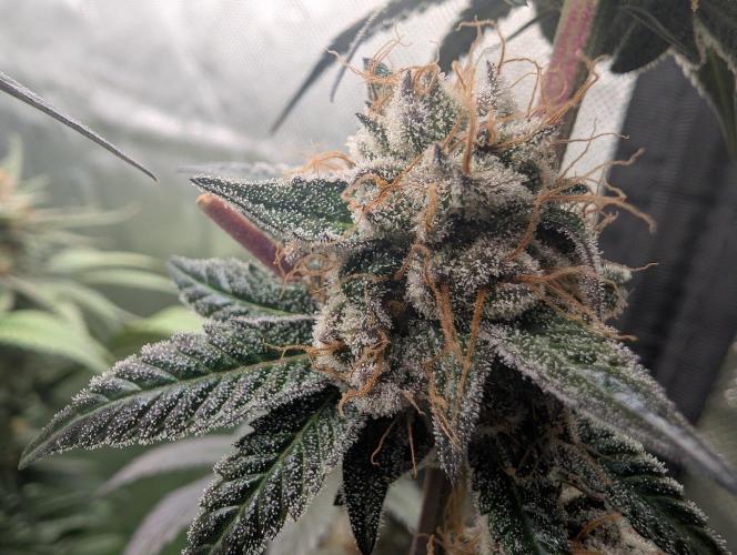 Pink Gelato 🍦😋. Week 15