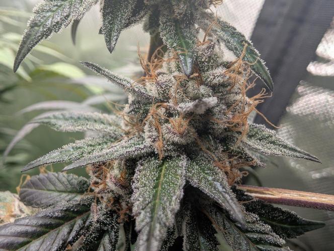 Pink Gelato 🍦😋. Week 15