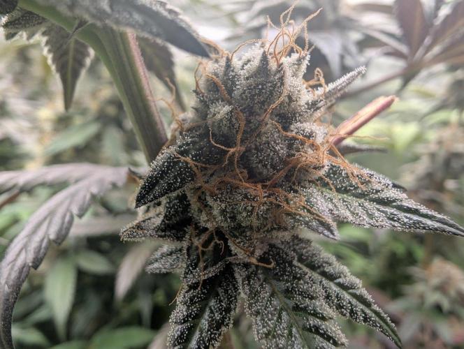 Pink Gelato 🍦😋. Week 15