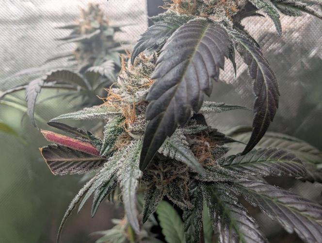 Pink Gelato 🍦😋. Week 15