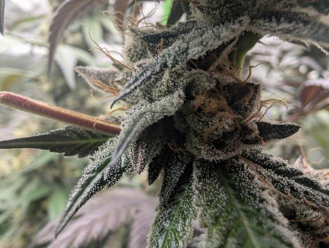 Pink Gelato 🍦😋. Week 15
