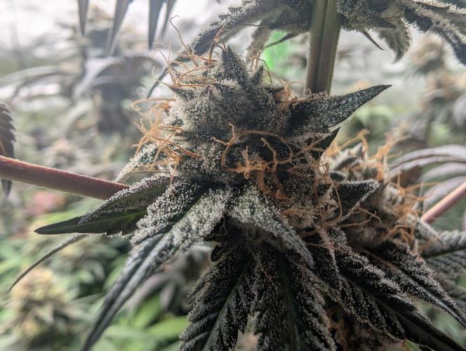Pink Gelato 🍦😋. Week 15