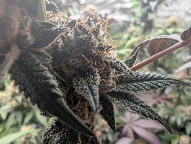 Pink Gelato 🍦😋. Week 15