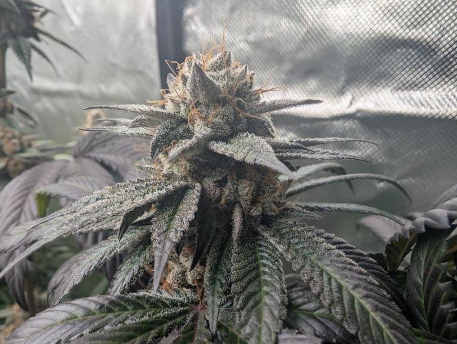 Pink Gelato 🍦😋. Week 15