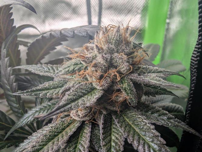 Pink Gelato 🍦😋. Week 15