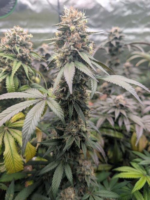 Lovely Z. Week 15