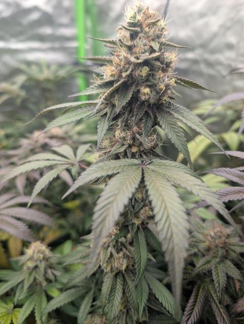 Lovely Z. Week 15