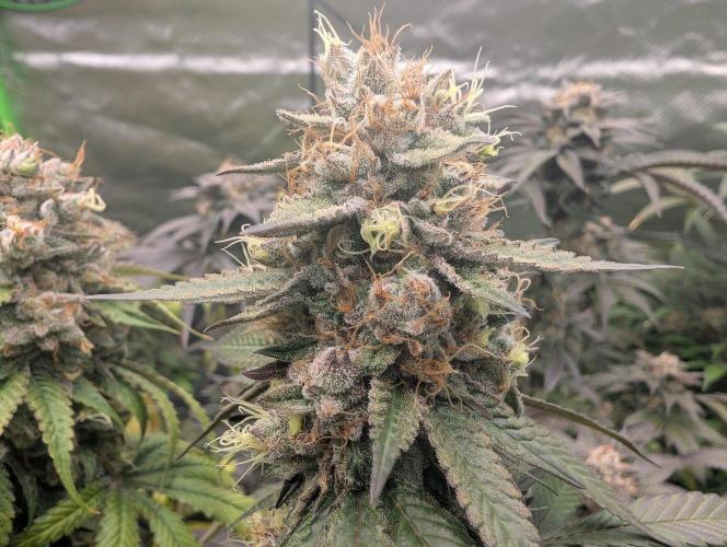 Lovely Z. Week 15