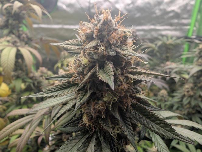 Lovely Z. Week 15