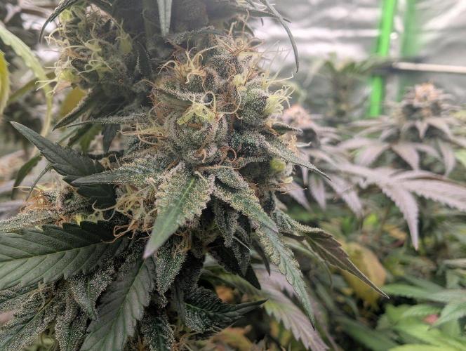 Lovely Z. Week 15