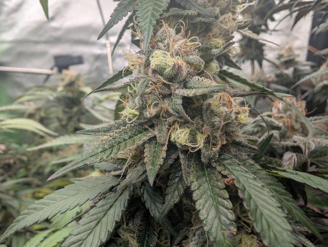 Lovely Z. Week 15