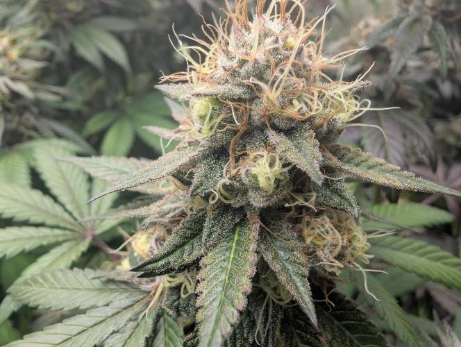 Lovely Z. Week 15