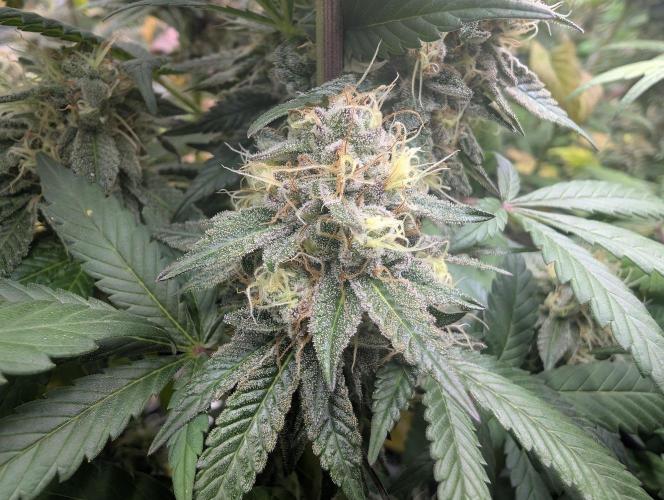 Lovely Z. Week 15