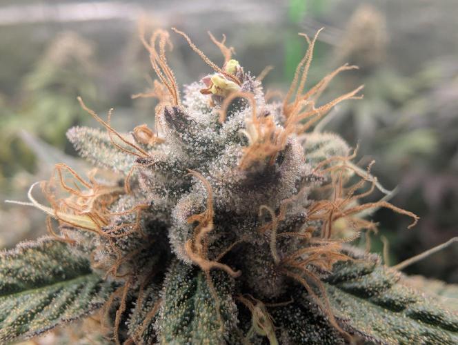 Lovely Z. Week 15
