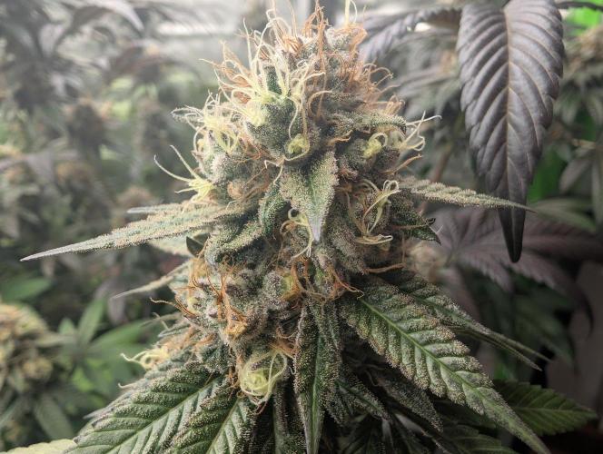 Lovely Z. Week 15