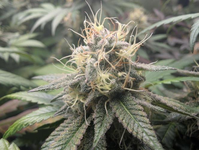 Lovely Z. Week 15
