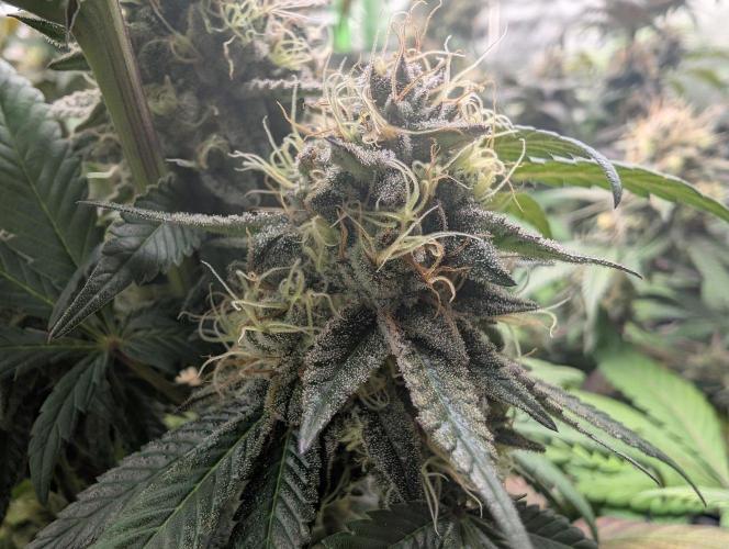 Lovely Z. Week 15