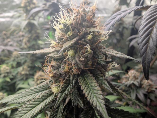 Lovely Z. Week 15