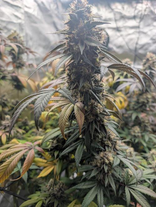 Lovely Z. Week 16