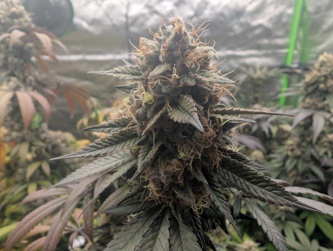 Lovely Z. Week 16