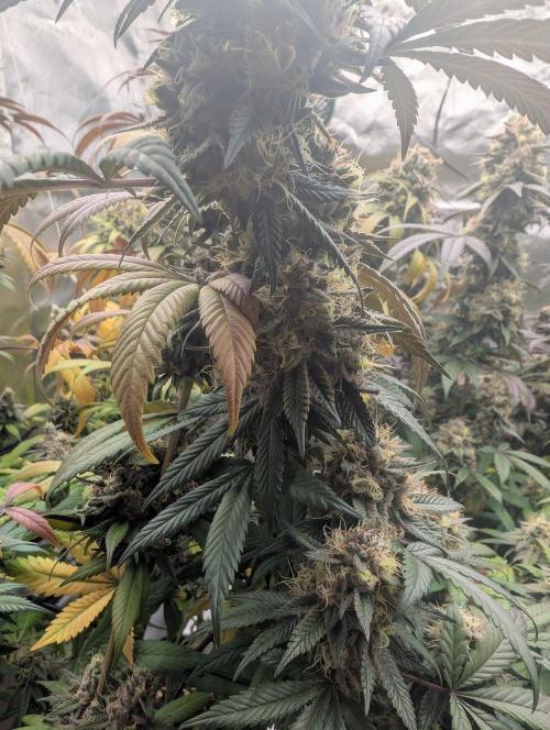 Lovely Z. Week 16