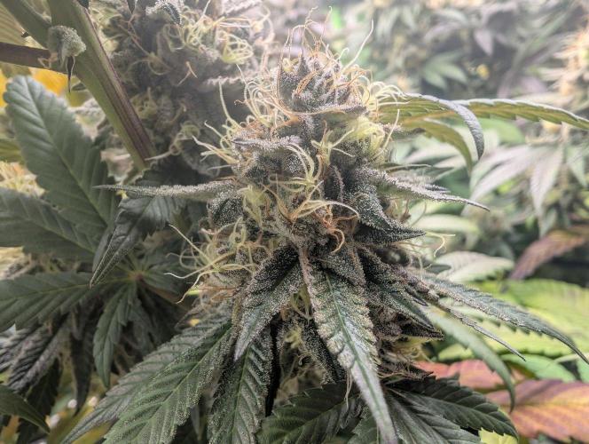 Lovely Z. Week 16