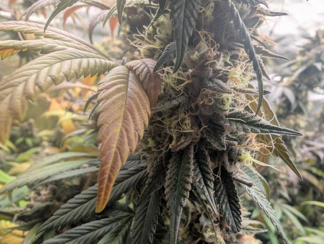 Lovely Z. Week 16