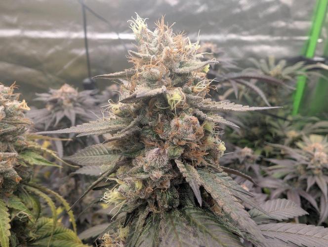 Lovely Z. Week 16