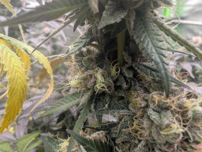 Lovely Z. Week 16