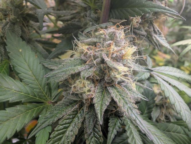 Lovely Z. Week 16