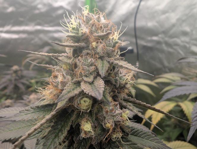 Lovely Z. Week 16