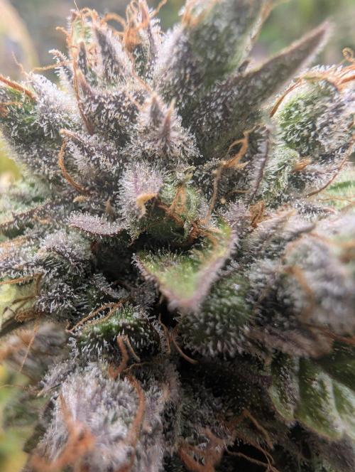 Lovely Z. Week 16