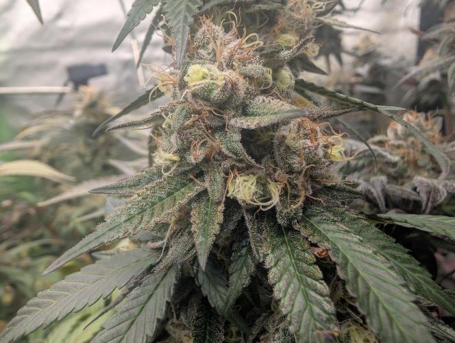 Lovely Z. Week 16