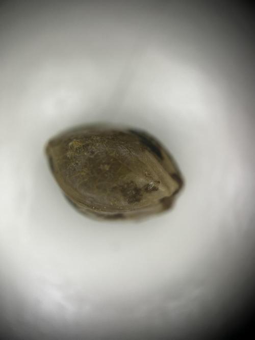 Positronics Seeds Testgrow (Eyva-Run). Week 0