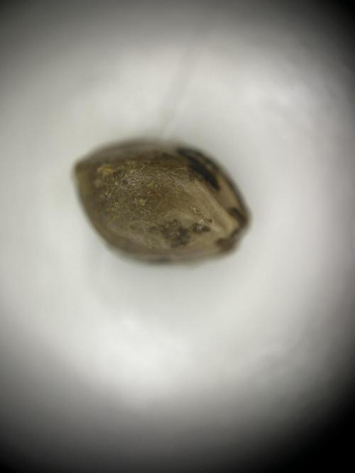 Positronics Seeds Testgrow (Eyva-Run). Week 0