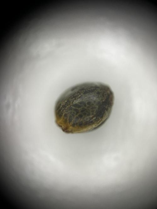 Positronics Seeds Testgrow (Eyva-Run). Week 0