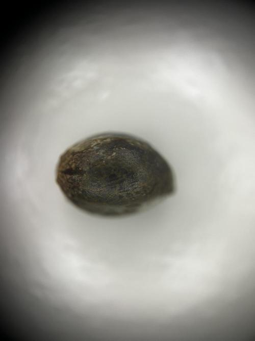 Positronics Seeds Testgrow (Eyva-Run). Week 0