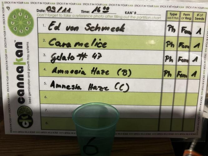 Positronics Seeds Testgrow (Eyva-Run). Week 0