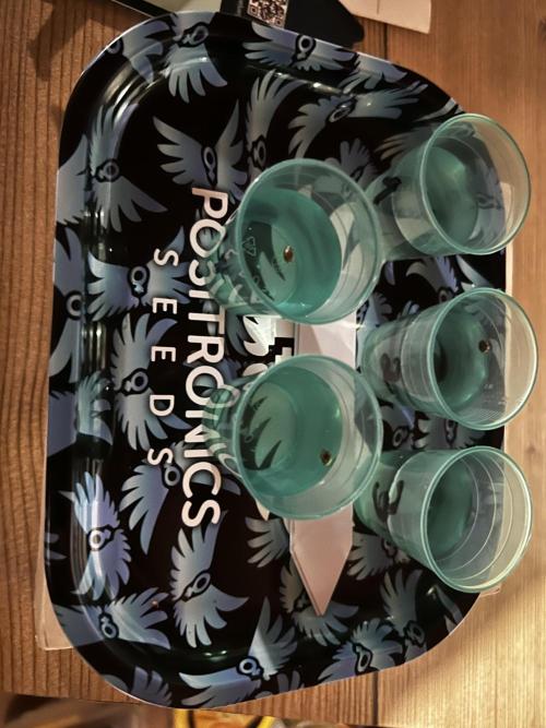 Positronics Seeds Testgrow (Eyva-Run). Week 0