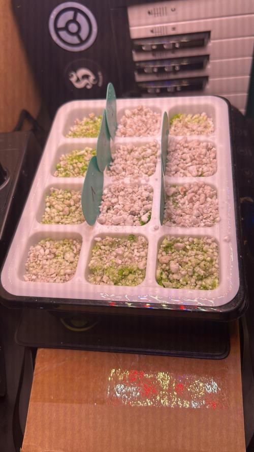 Positronics Seeds Testgrow (Eyva-Run). Week 0