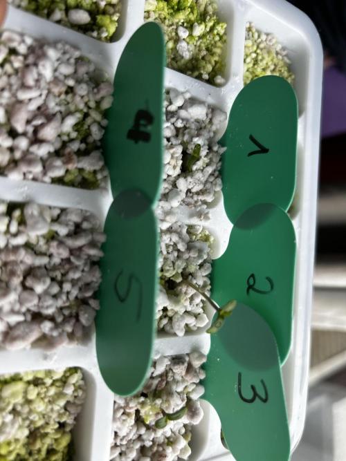 Positronics Seeds Testgrow (Eyva-Run). Week 0