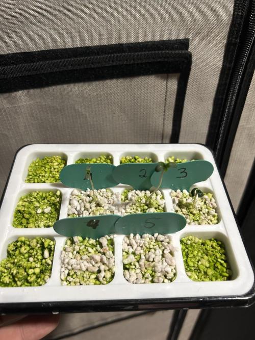 Positronics Seeds Testgrow (Eyva-Run). Week 0