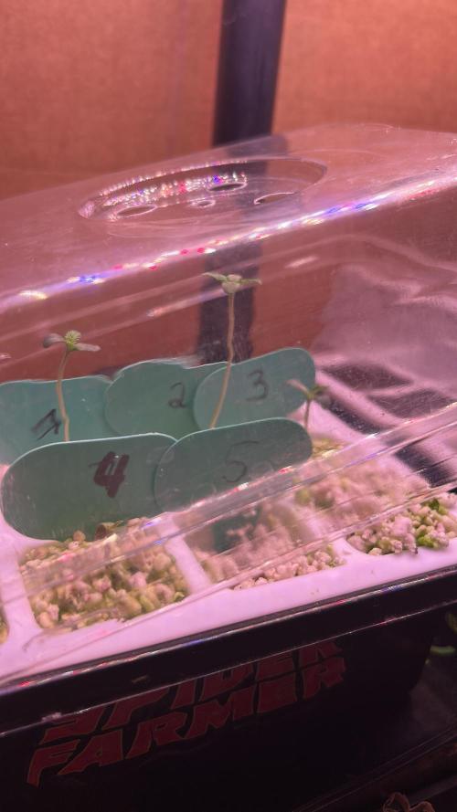 Positronics Seeds Testgrow (Eyva-Run). Week 0